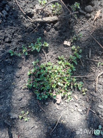 Рассада тимьян (чабрец)