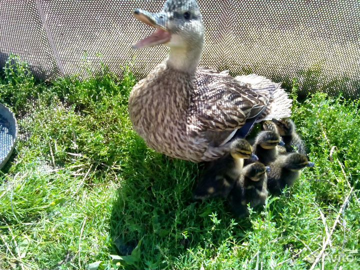 Подсадные утки