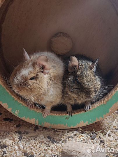 Белки дегу (Чилийская белка)