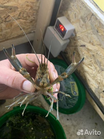 Австралийский красноклешневый рак