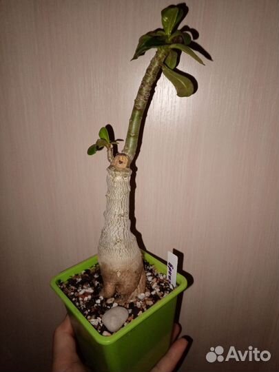 Адениум прививка