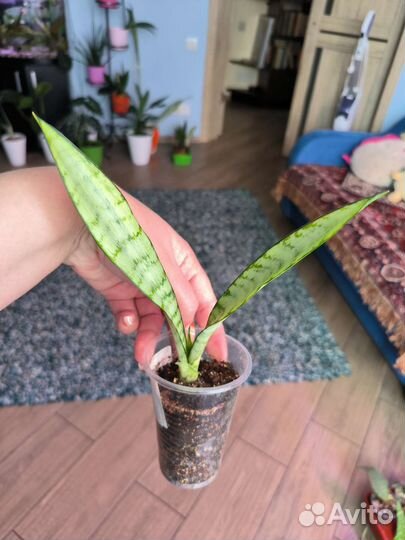 Сансевиерия сортовая