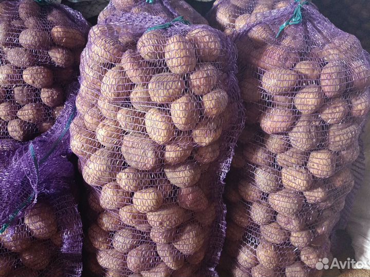 Картофель домашний для еды и на посадку