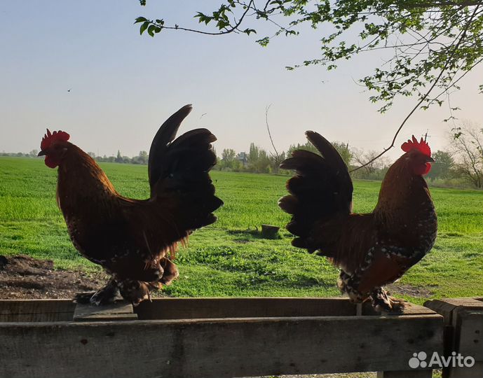 Мильфлёр петушки