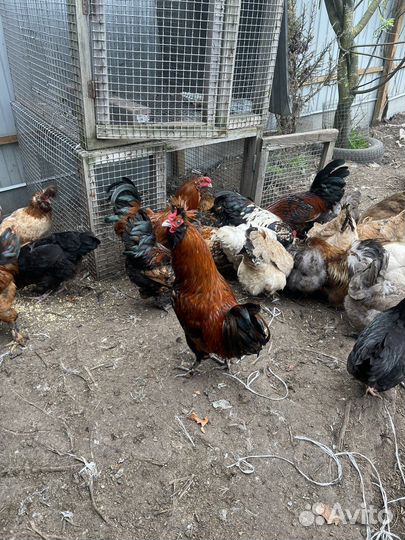 Петухи породы павловская и загорская лососевая