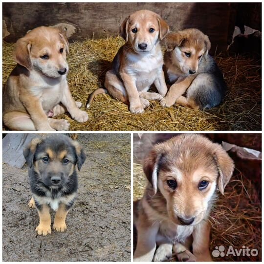 Щенята