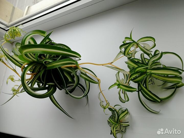 Комнатные растения цветы