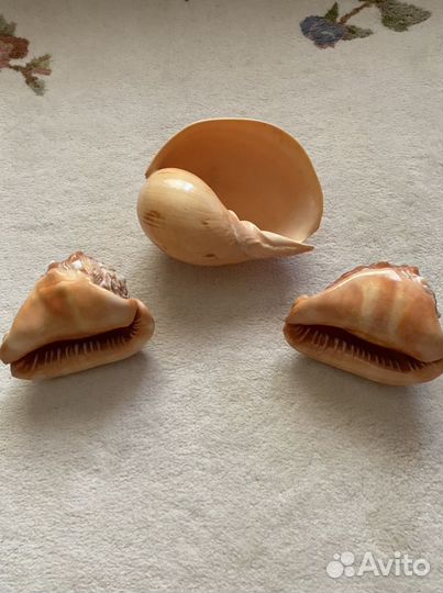 Большая ракушка