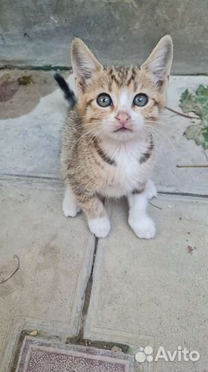 Отдам котят