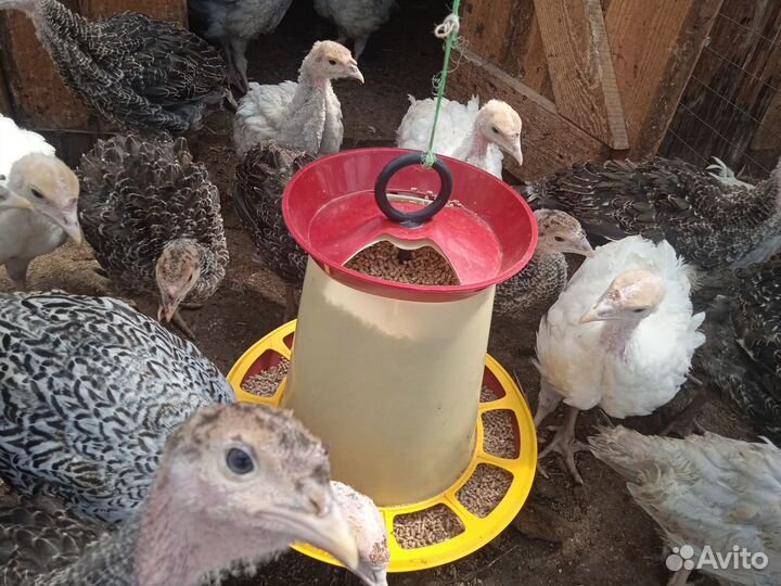 Индюшата подрощенные