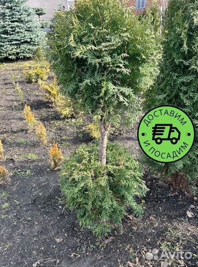 Туя Колумна Формированная