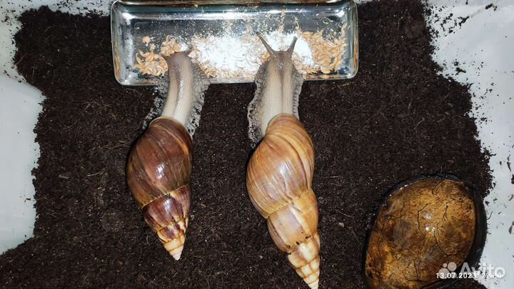 Улитки ахатины