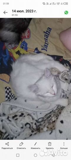 Кот домашний