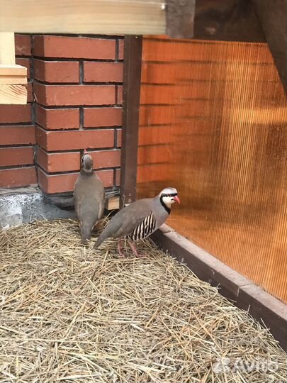 Горные куропатки (кеклики)