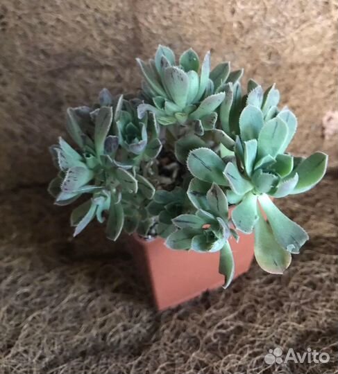 Суккуленты 1. Пересылка почтой