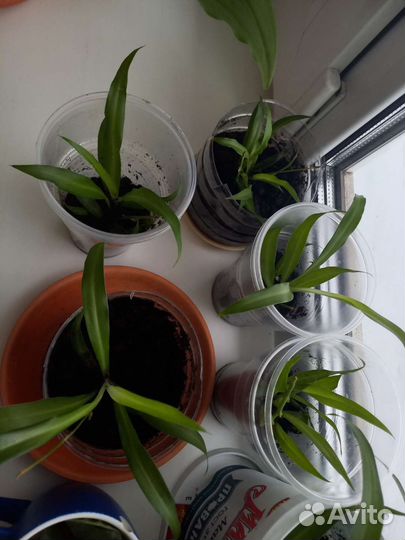 Хлорофитум