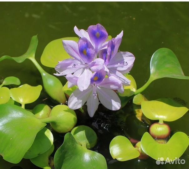 Водный гиацинт эйхорния
