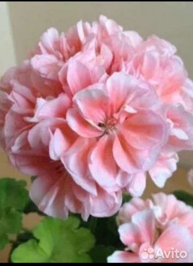 Пеларгония