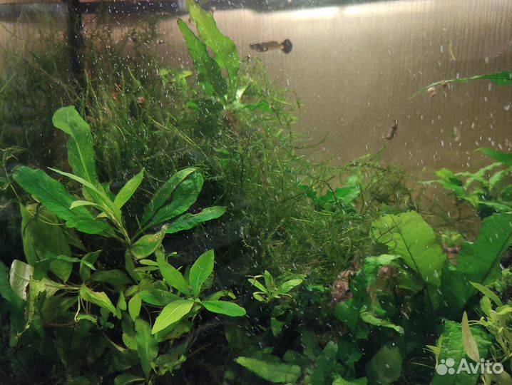 Аквариумные растения