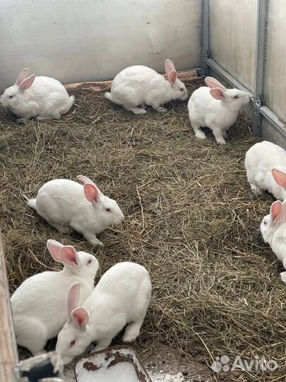 Кролики Белый Паннон
