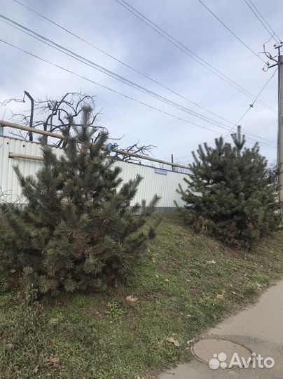 Сосна новогодняя