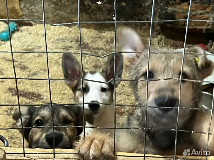 Отдам бесплатно