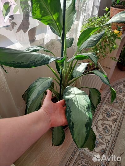 Аглаонема Сильвер Бэй