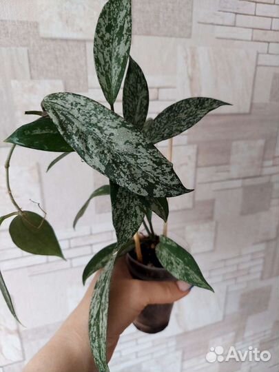 Hoya Carnosa Argentea Princess variegata и другая