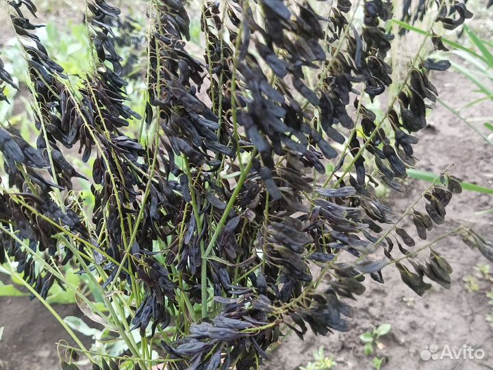 Семена усьмы