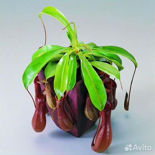 Семена хищных комнатных растений