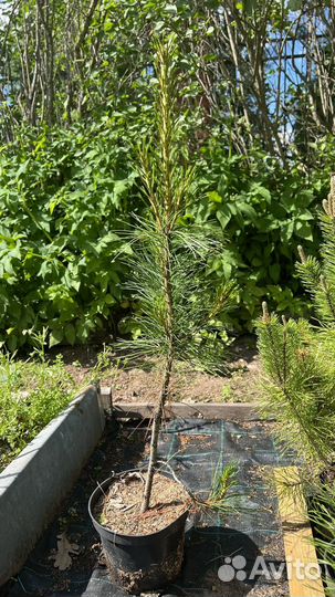 Кедр сибирский