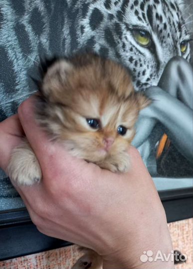Шотландские длиношерстные котята