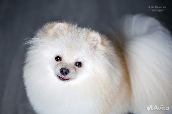 Вязка и щенок Померанец крови Кореи и США