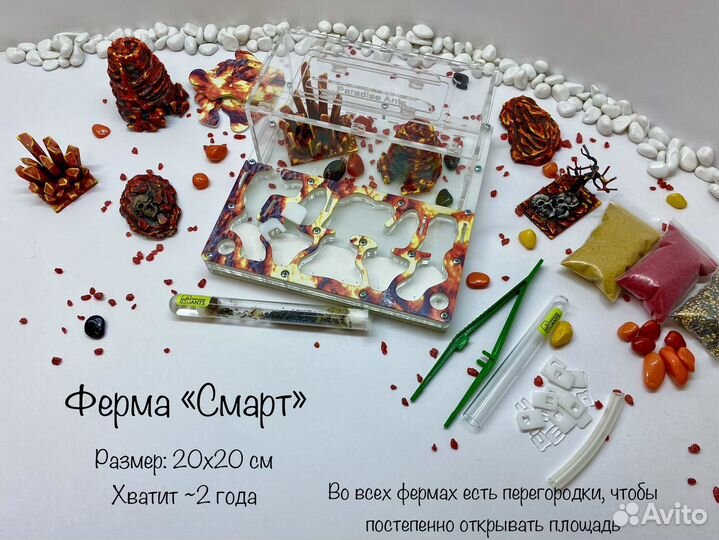 Муравьиная ферма с муравьями