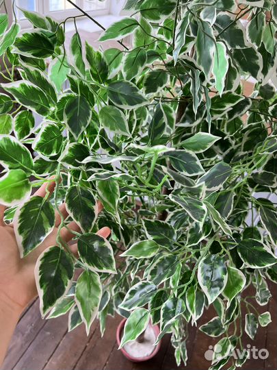 Искусственное дерево фикус