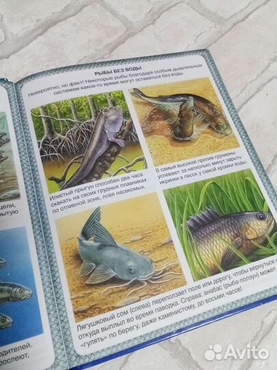 Энциклопедия