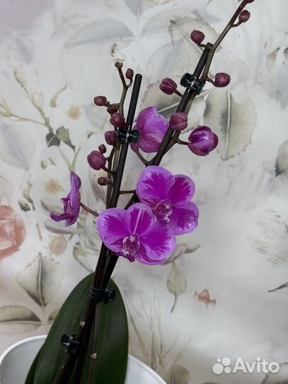 Орхидея фаленопсис