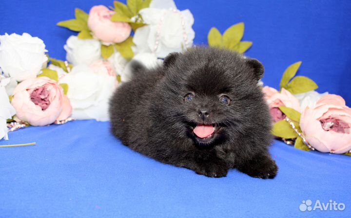 Мини Помераночка,пушистая красавица