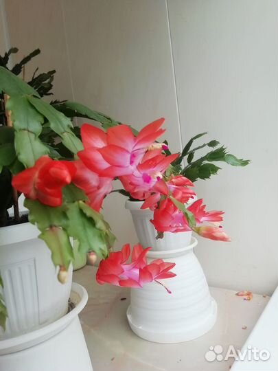 Декабристы красные