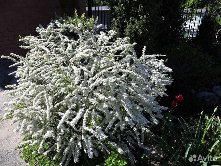 Спирея серая грефшейм