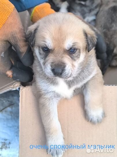 В хорошие руки классные щенки