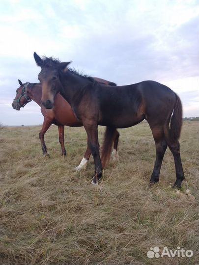 Жеребята кобылки