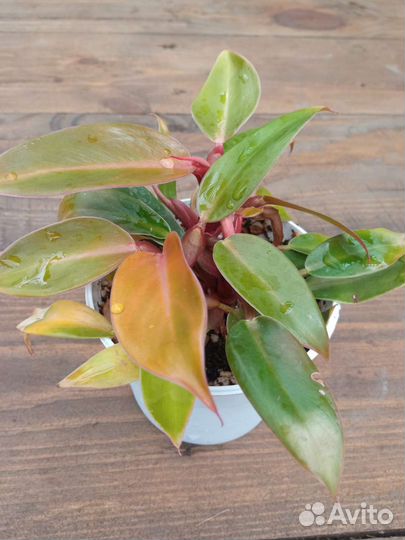 Филодендроны