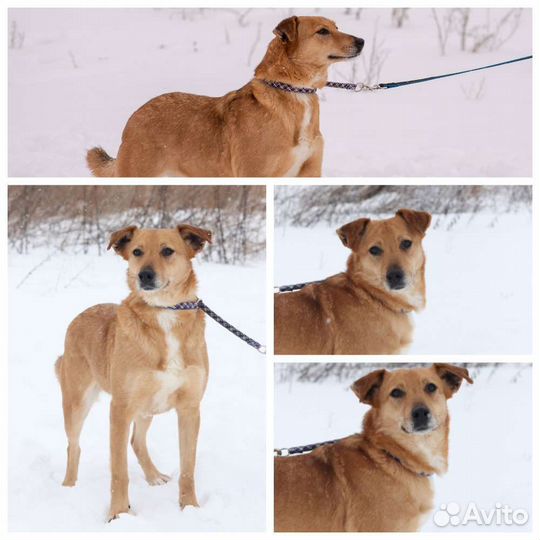 Собака Шери в добрые руки
