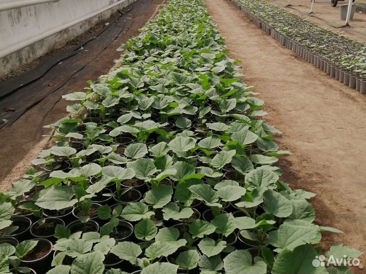 Рассада огурцов, помидор, томаты