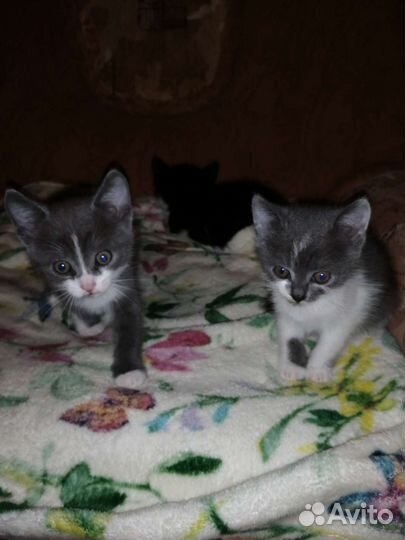 Отдам котят в добрые руки