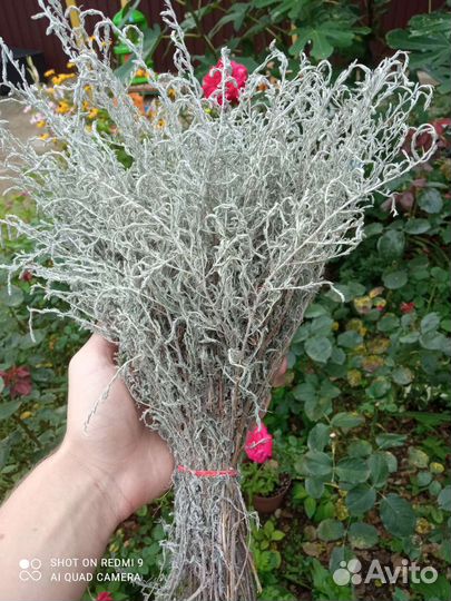 Полынь Крымская Таврическая лимонная