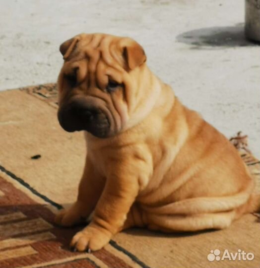 Щенки шарпея с документами