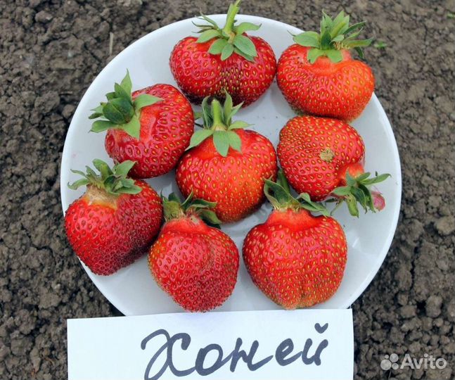 Рассада клубники