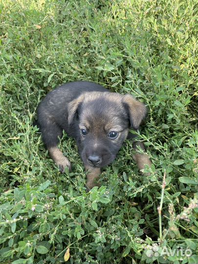 Отдадим щенка в хорошие руки